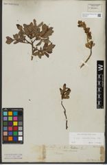 Foto von Salix waldsteiniana Willd.